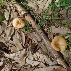 Singerocybe