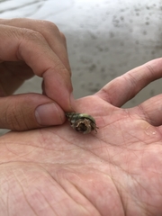 Paguroidea