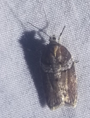 Acleris celiana
