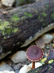 Hypholoma brunneum