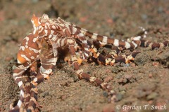 Wunderpus photogenicus