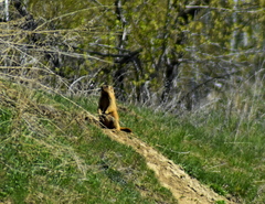 Marmota kastschenkoi