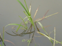 Sparganium erectum