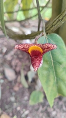 Aristolochia caulialata