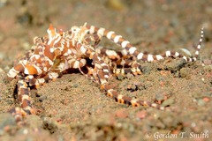 Wunderpus photogenicus
