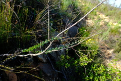 Osteospermum imbricatum