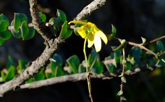 Osteospermum imbricatum