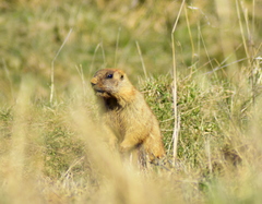 Marmota kastschenkoi