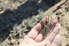 Diptychocarpus strictus