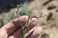 Diptychocarpus strictus