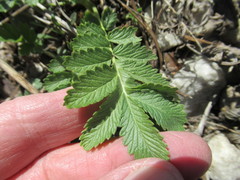 Potentilla longifolia
