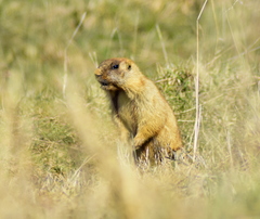 Marmota kastschenkoi
