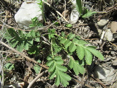 Potentilla longifolia
