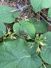 Matelea hirtelliflora