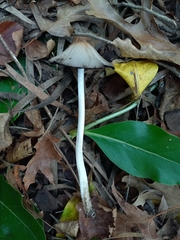 Fungi