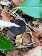 Fungi