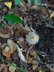 Fungi
