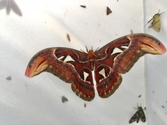 Attacus atlas formosanus