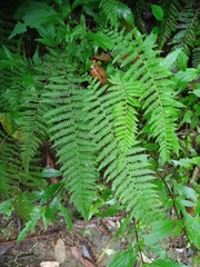 Amauropelta beddomei