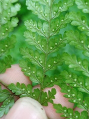 Dryopteris pseudocaenopteris