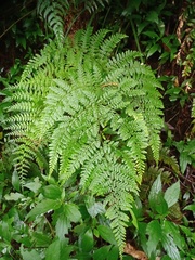 Dryopteris pseudocaenopteris