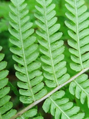 Amauropelta beddomei