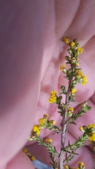Marasmodes fasciculata