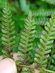 Amauropelta beddomei