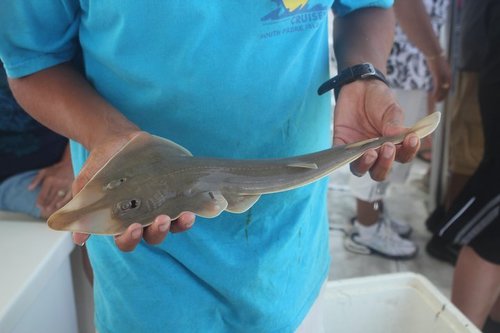 Atlantic guitarfish (Pseudobatos lentiginosus) — Rhinobatidae — 2