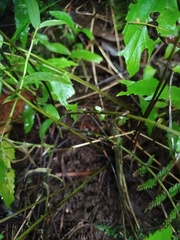 Amauropelta beddomei