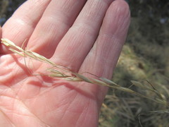 Achnatherum sibiricum