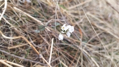 Noccaea cochleariformis