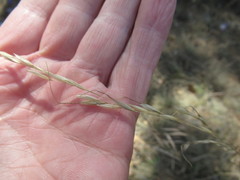 Achnatherum sibiricum