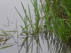 Sparganium erectum
