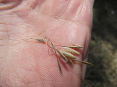 Achnatherum sibiricum