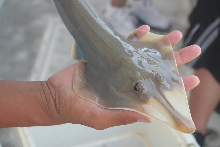 Atlantic Guitarfish (MatBio: FISHES - Matanzas Biodiversity ...