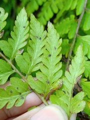 Athyrium anisopterum