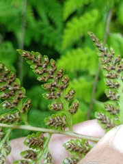 Athyrium anisopterum