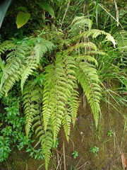 Athyrium anisopterum