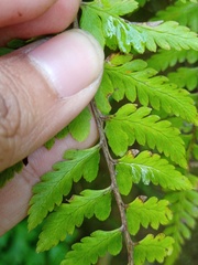 Athyrium anisopterum