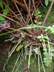 Athyrium anisopterum