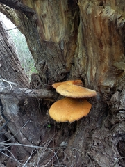 Gymnopilus junonius