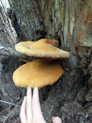 Gymnopilus junonius