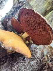 Gymnopilus junonius