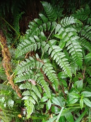 Dryopteris sparsa