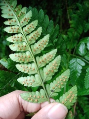 Dryopteris sparsa