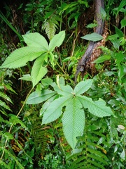 Rubus lineatus