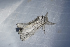 Inguromorpha itzalana