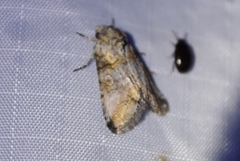 Aleptina
