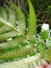 Diplazium dilatatum